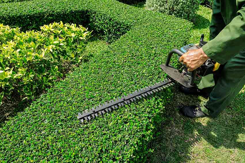 Expert hedge and bush trimming